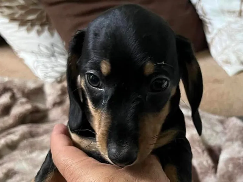 CandCDachshunds photo 1