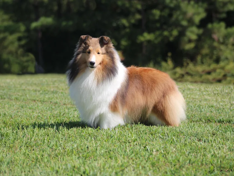 Candescent Shetland Sheepdogs