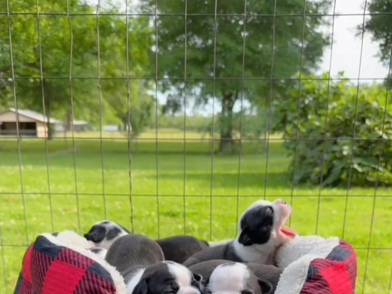 Candi's Boston Terriers