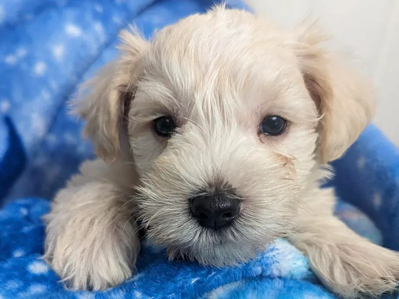 Candi's Miniature Schnauzers