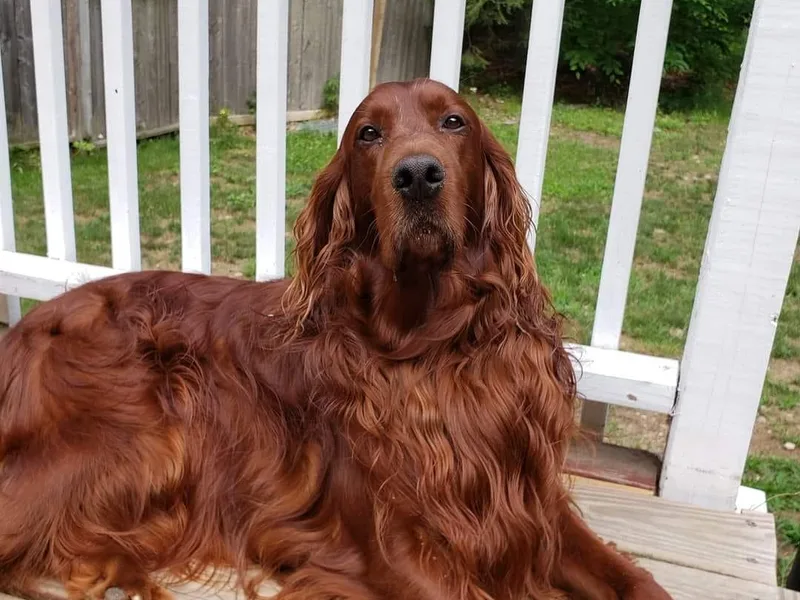 Candia Woods Irish Setters