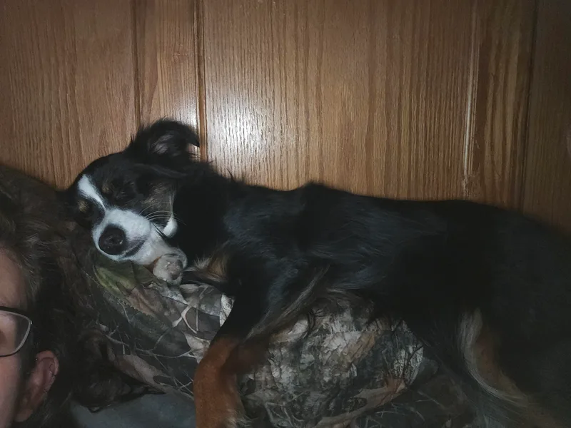 Candice's Miniature Australian Shepherds