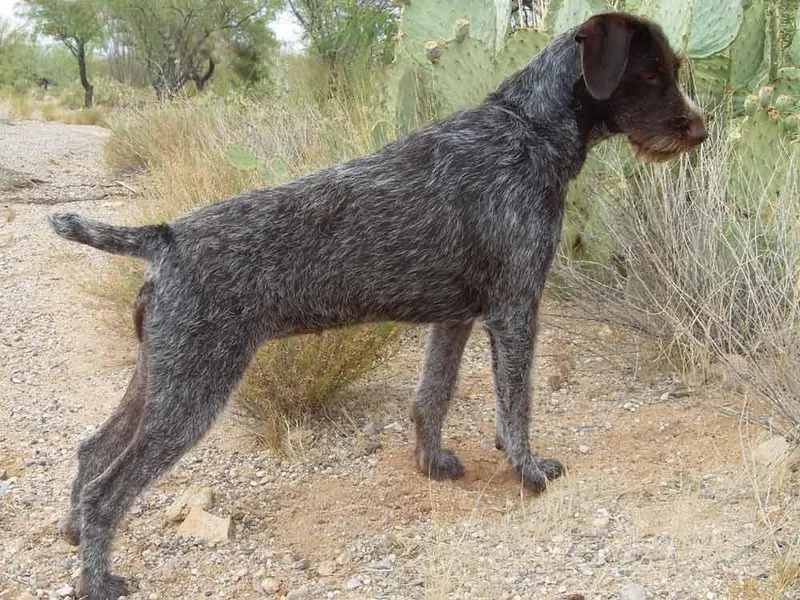 CanDo German Wirehaired Pointers photo 1