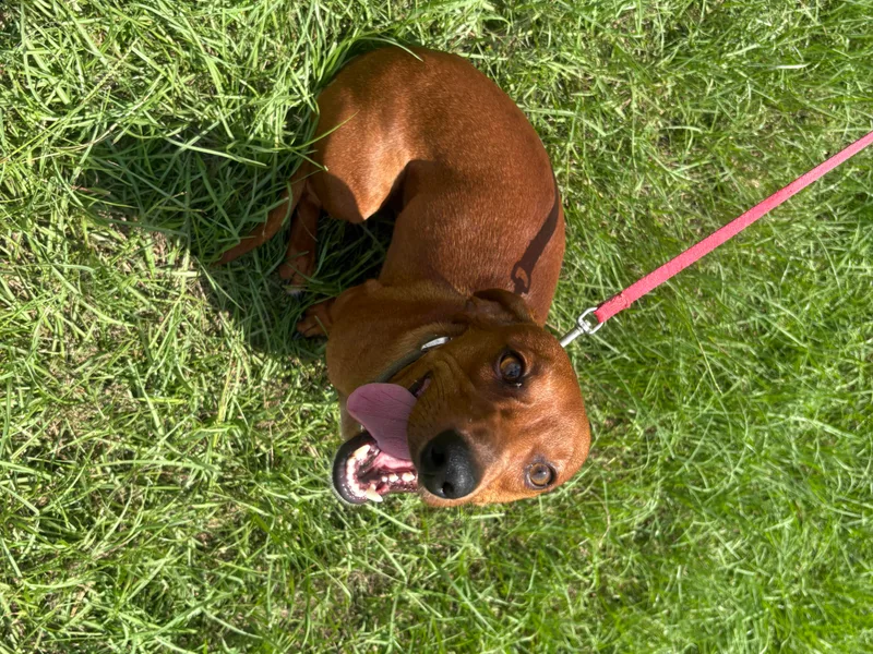 Candy &amp; Caits Farmstead Mini Doxies