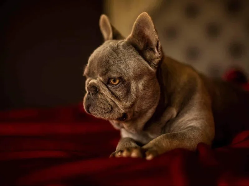 Candy Coated Canines