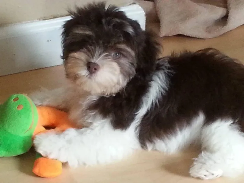 Candy Cross' Havanese and Miniature Poodles