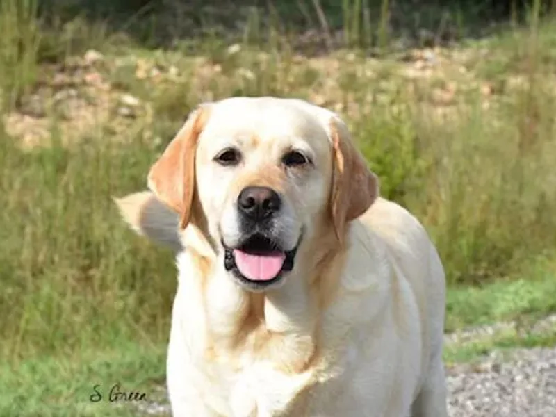 Candy Labs photo 1