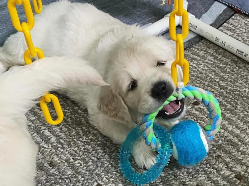 Candy Mountain Creams