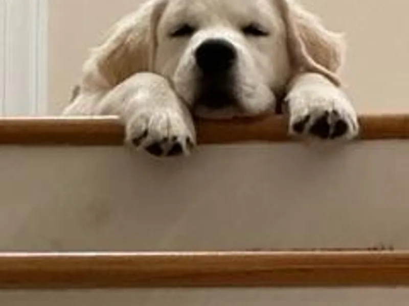 Candy Rock Golden Retrievers