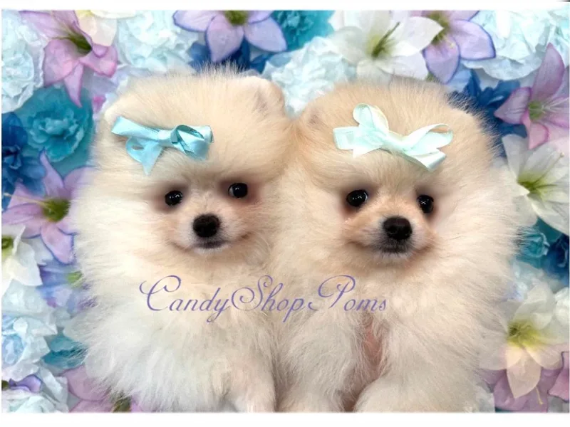 Candy Shop Poms