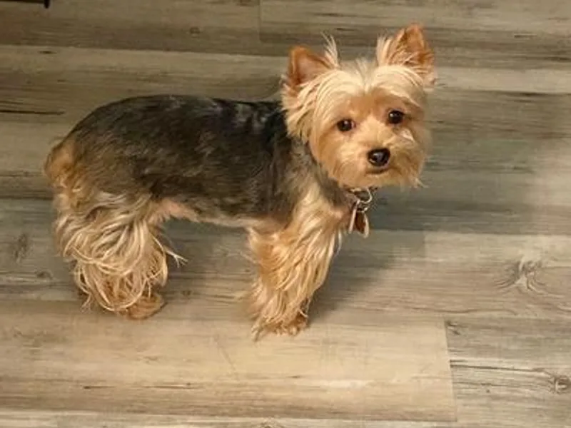 Candyland Yorkies and Miniature schnauzers