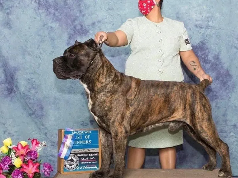 Cane Corso Authority