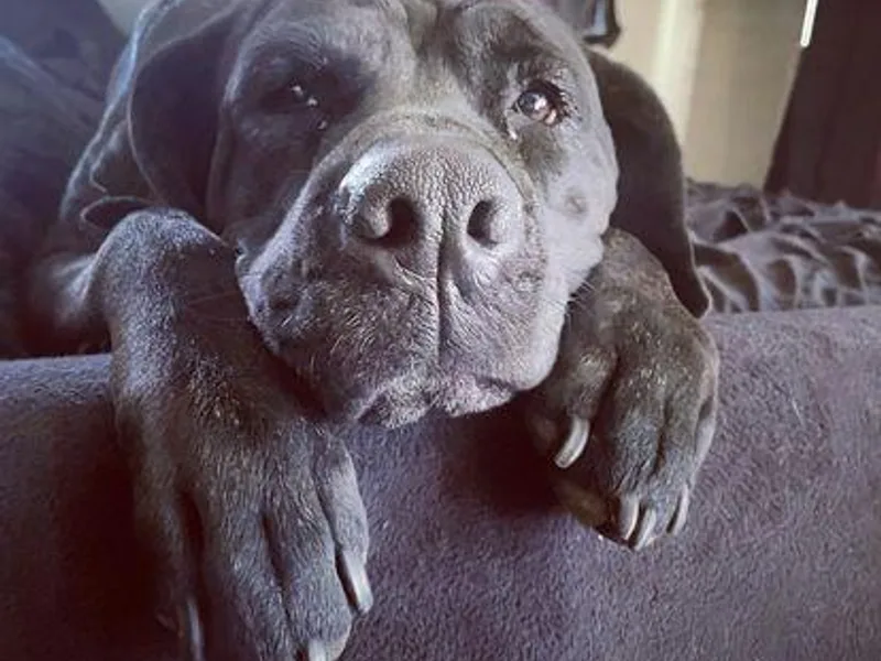 Cane Corso Ceto