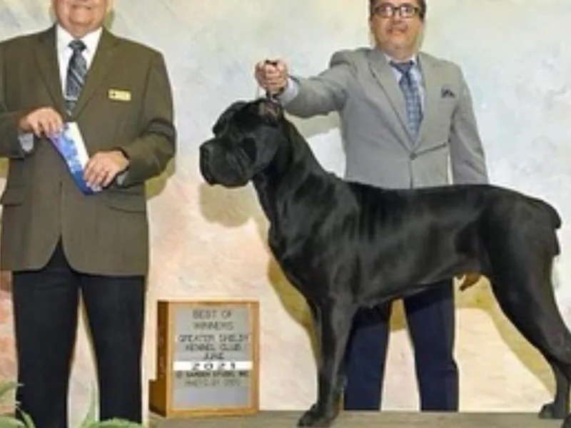 Cane Corso Company NC