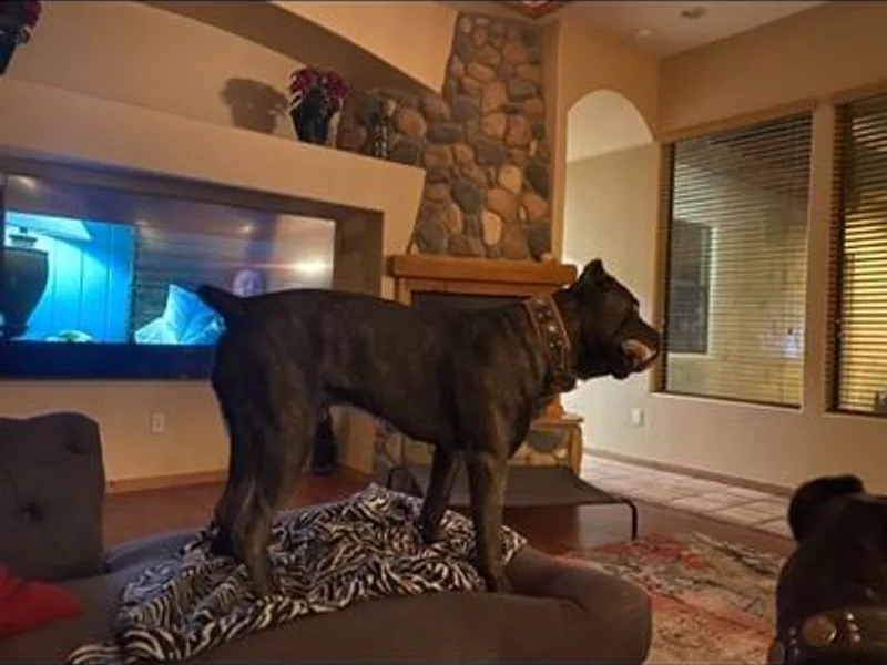 Cane Corso Royal Kennels AZ