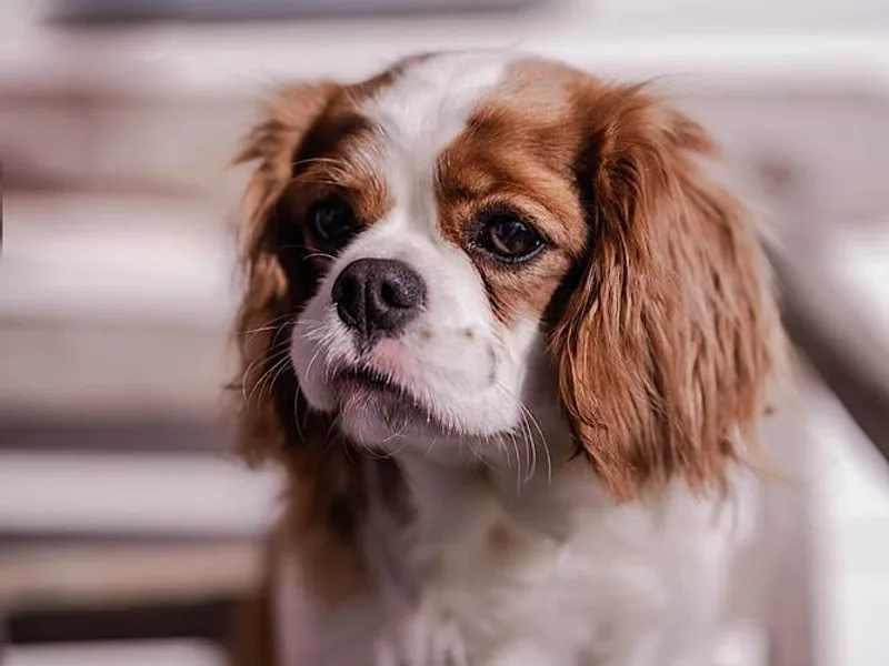 Cane Creek Cavaliers