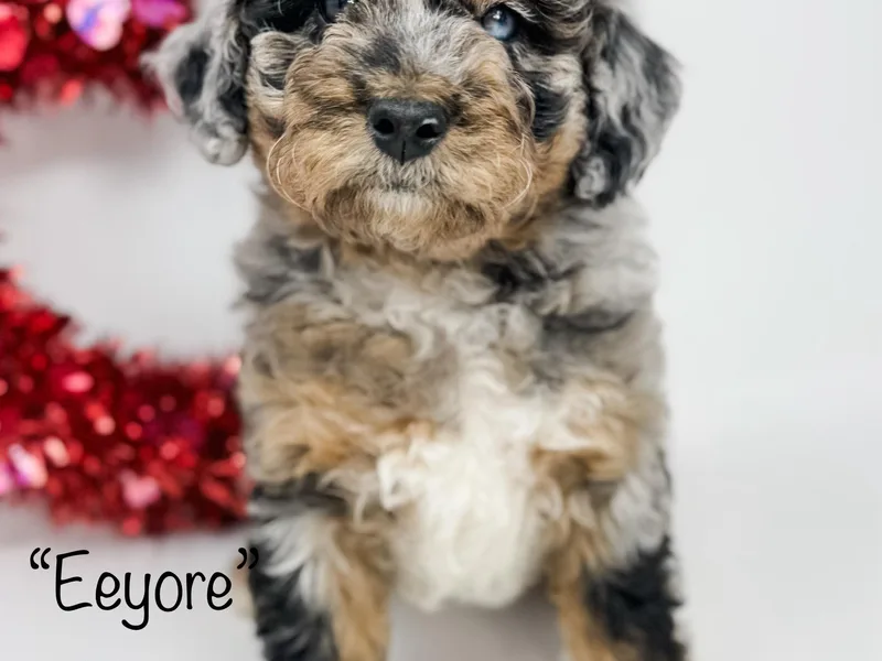 Cane Creek Goldendoodles