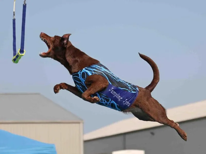 Cane Creek Labradors