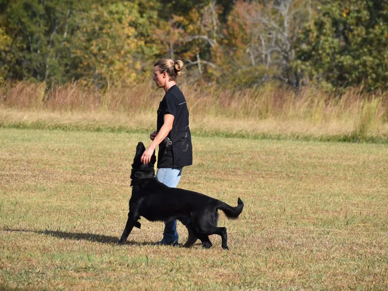 Cane Sportivo