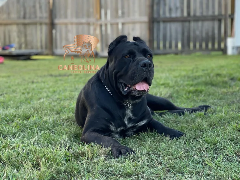 Caneolina Corso Kennel