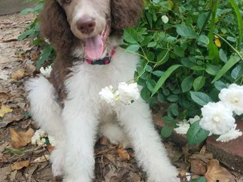 Caney Creek Kennel &amp; Grooming