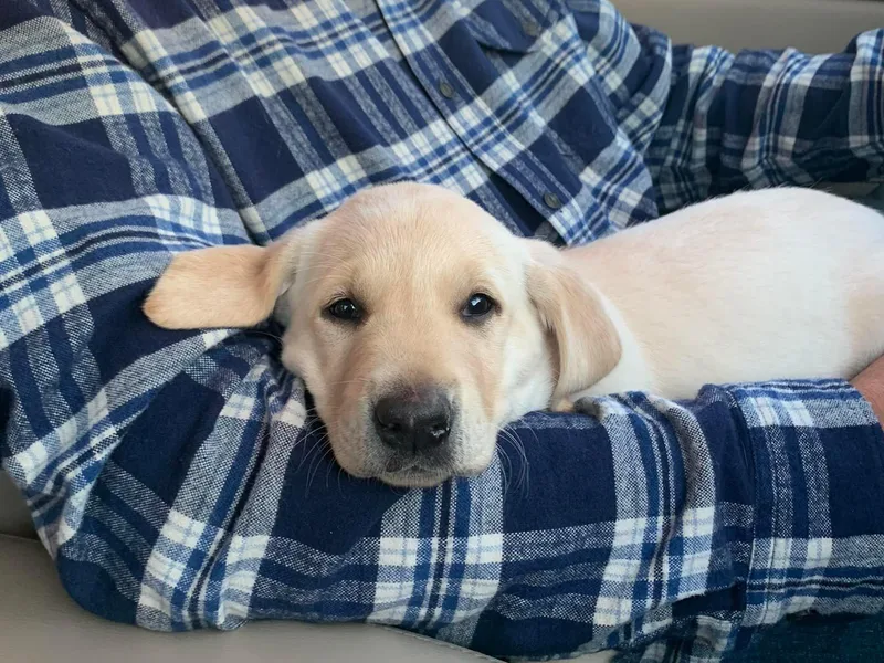 Caney Fork Labs and Doodles