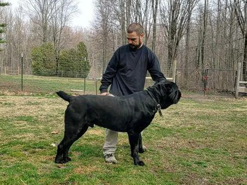 Cani Diavolo's Cane Corso