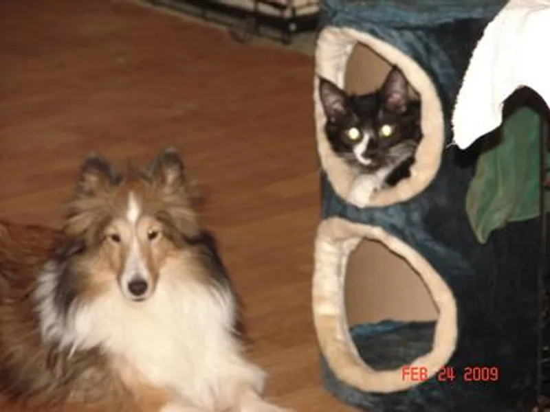 Canidae Shelties