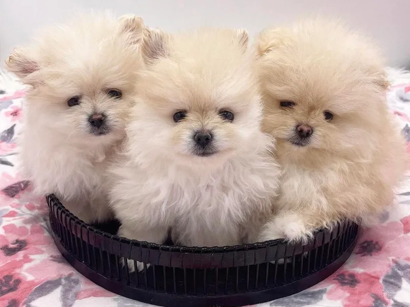 Canine Charm &amp; Co