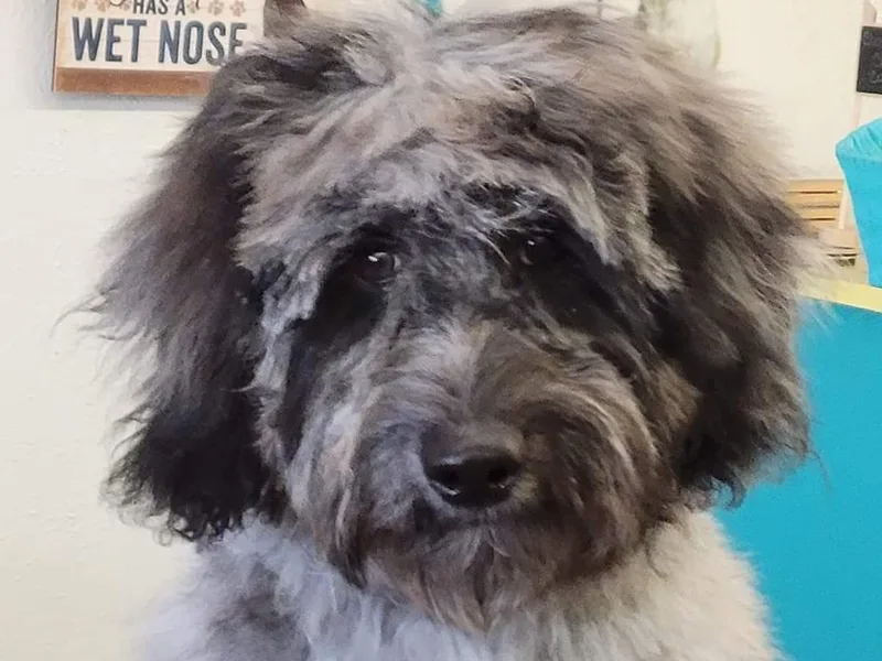 Canine Magic Doodles