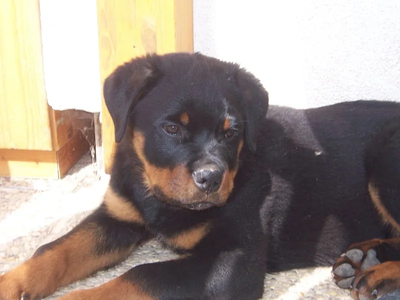 Canine Oasis Rottweilers