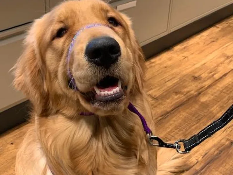 Canine Partners for Life