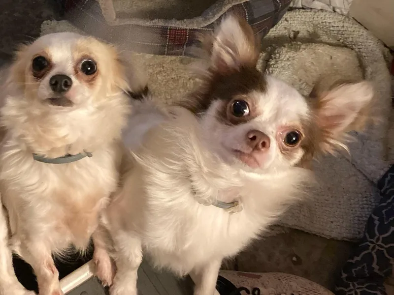Canler Chihuahuas
