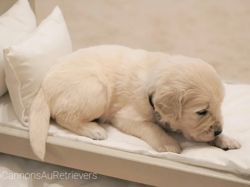 Cannon's Au Retrievers