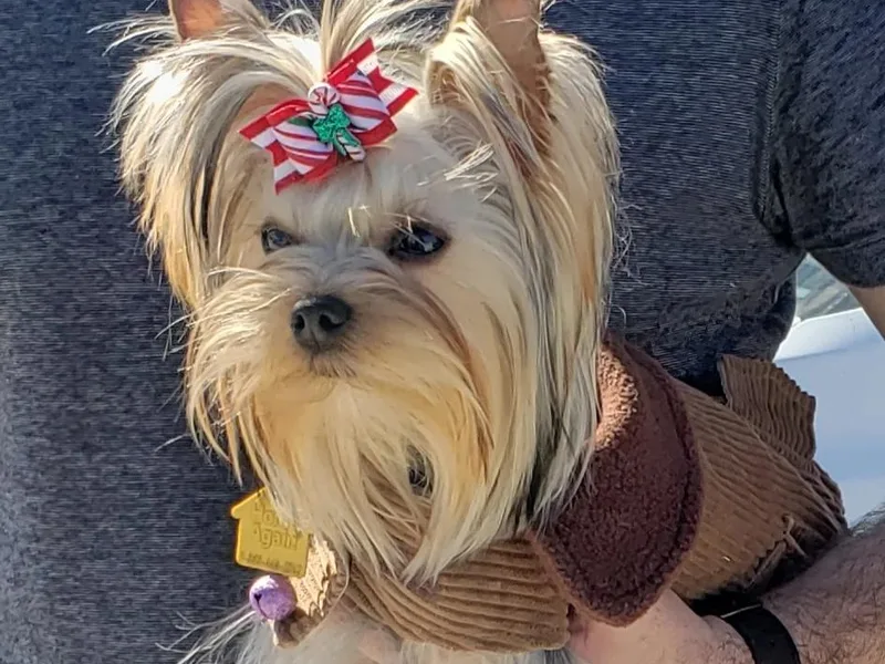 Cannon Yorkies