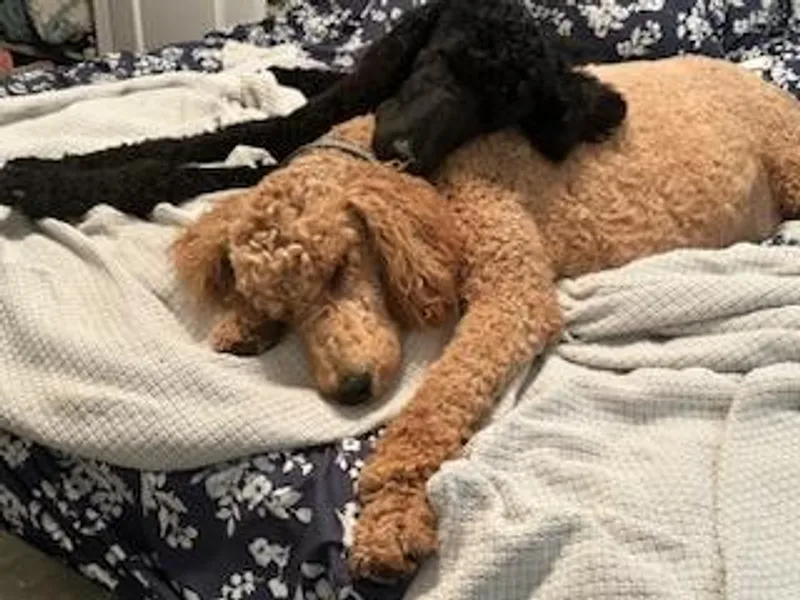 Cano Homestead Poodles