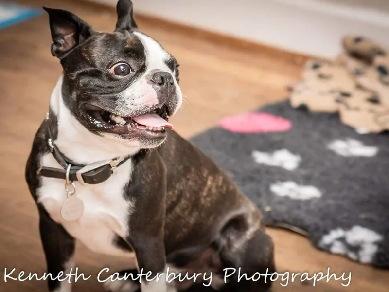 Canterbury Tails BT