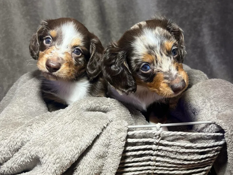 Cantrell’s Dachshund Den