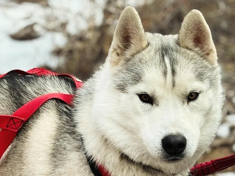 Canyon Creek Siberian