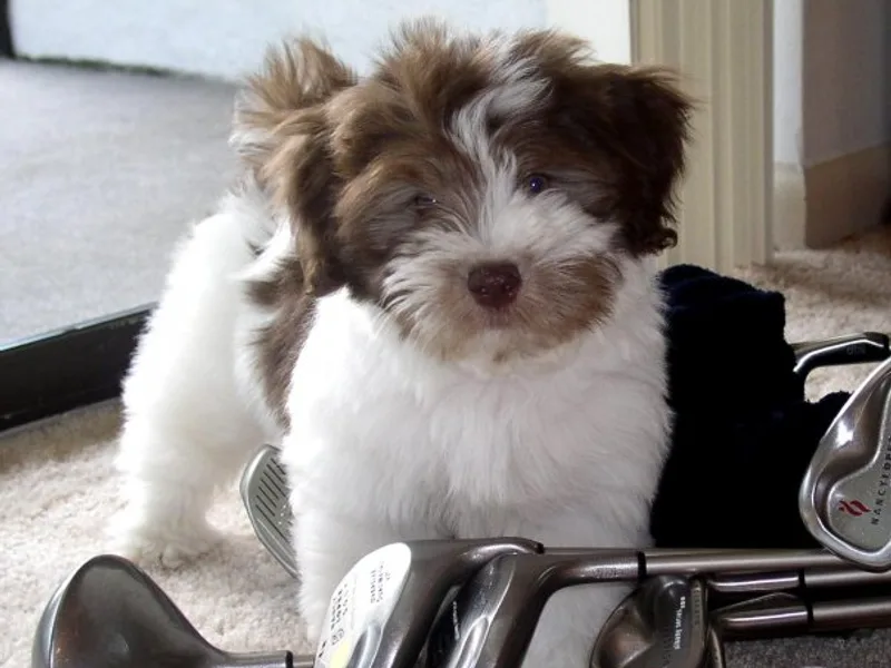 Canyon Hills Havanese