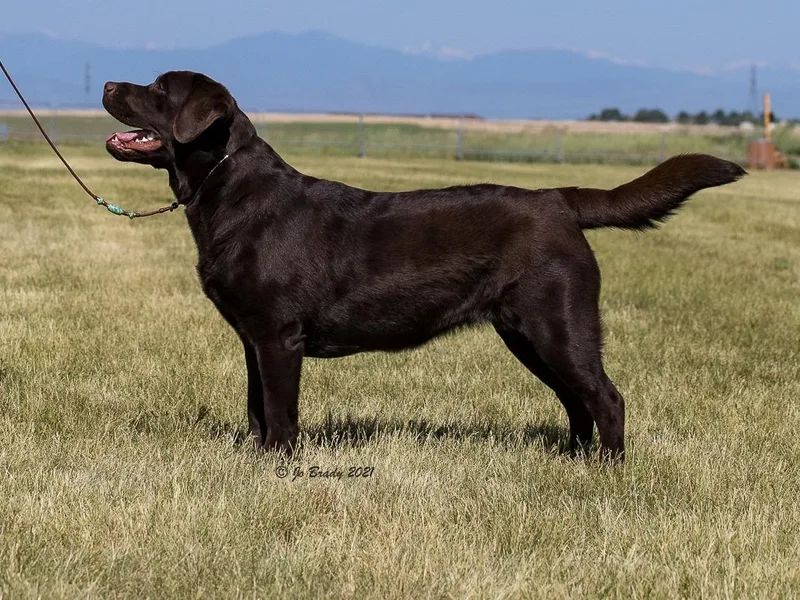 Canyon Labradors