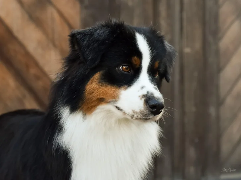Canyon Ridge Australian Shepherds
