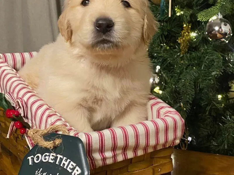 Canyon Ridge Goldens
