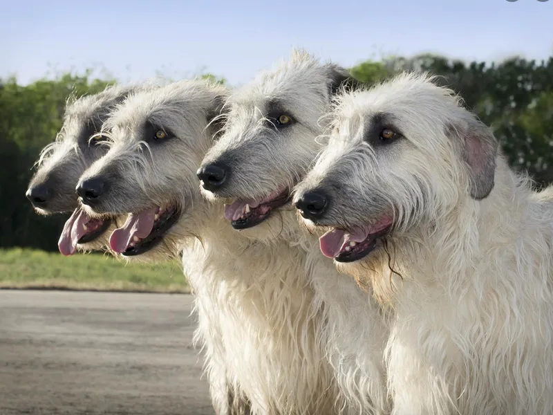 Canyon Rim Irish Wolfhounds