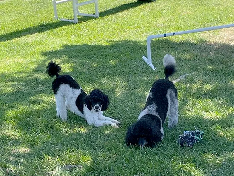 Canyon Spring Ranch Poodles