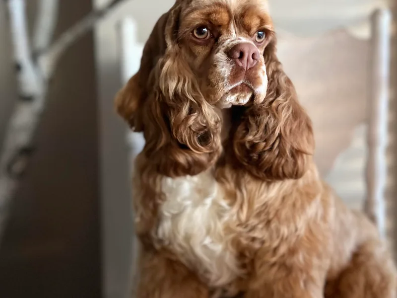 Canyonside Cocker Spaniels