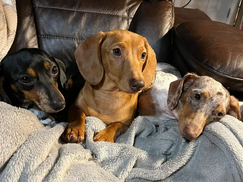 Cap Ranch Miniature Dachshunds