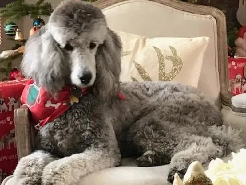 Cape Cod Aussies / Cape Cod Poodles and Doodles