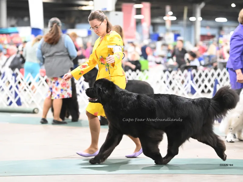 Cape Fear Newfoundlands