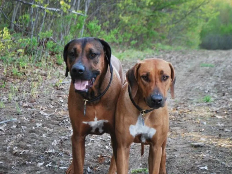 Cape Ridge Rhodesian Ridgebacks